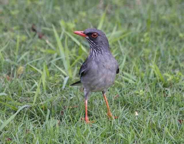 A Red-legged Thrush foraging on the grass.
