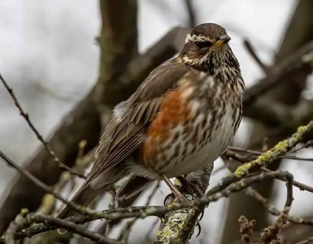 A Redwing perched on a tree branch.