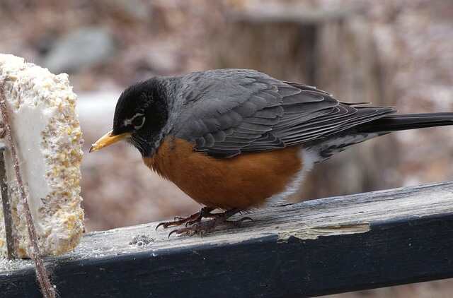 An American Robin eating suet.