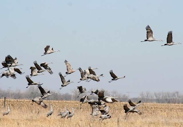 Sandhill cranes migrating.
