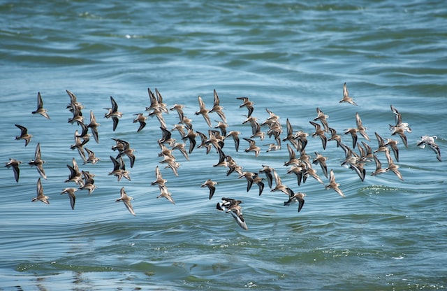 Sandpipers migrating.