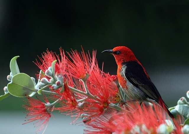 A Scarlet Honeyeater perched on a plant.