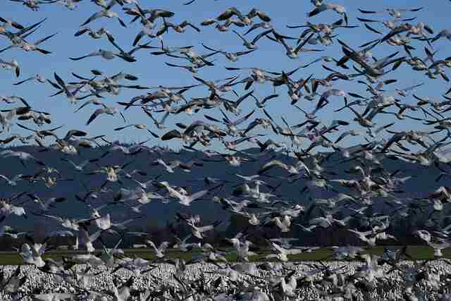 Snow Geese migration.