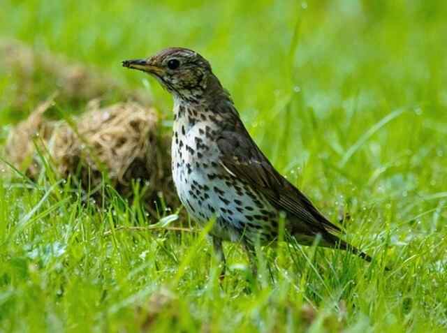 A song thrush foraging for worms on the ground.