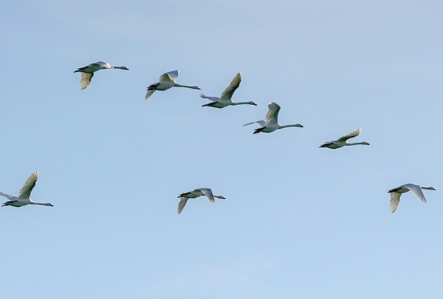 A flock of swans migrating.