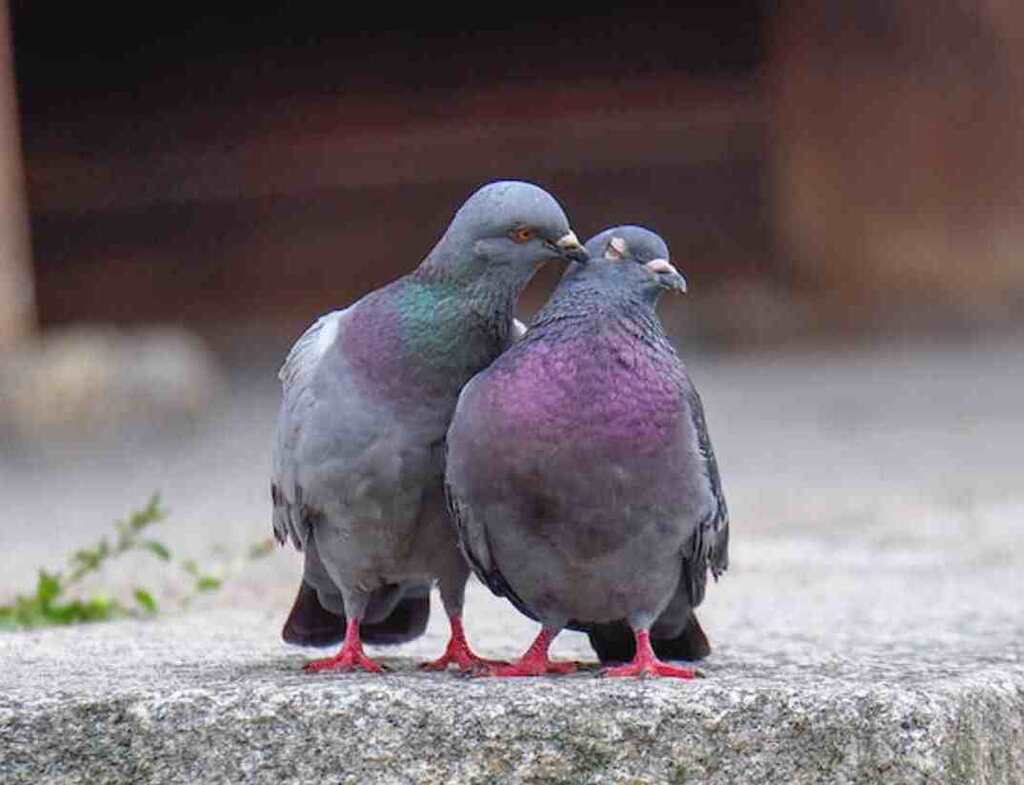 Two rock pigeons showing each other love.
