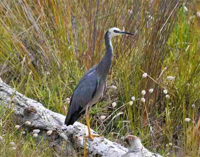 A White-faced Heron standing on a log.