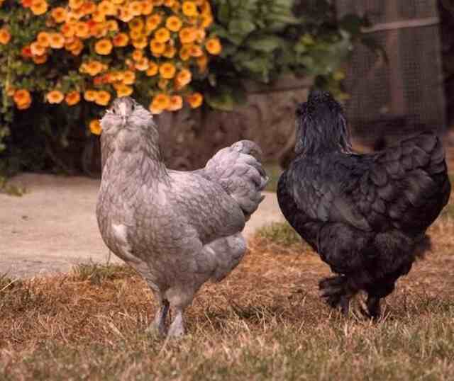 Two Ameraucana chickens running around in the yard.