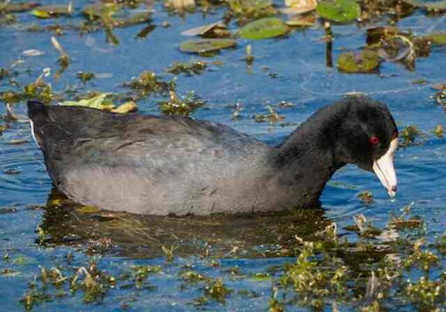 An American Coot feeding in the water.