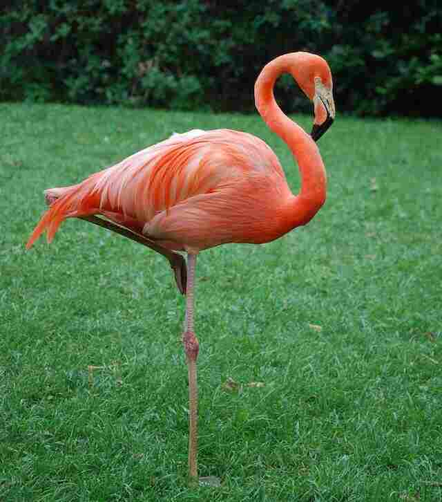 An American Flamingo standing on the grass.
