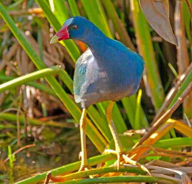 An American Purple Gallinule perched on a plants branch.