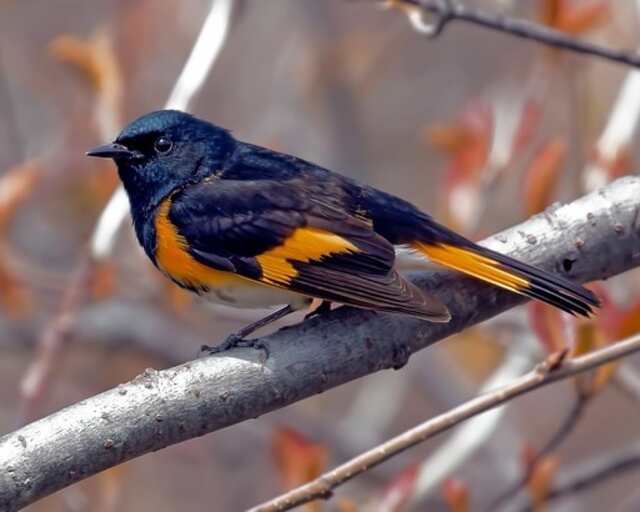 An American Redstart perched in a tree.