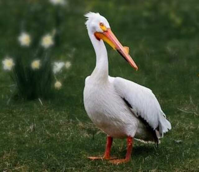 An American White Pelican standing around.