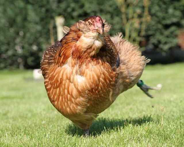 An Araucana chicken walking around in a yard.