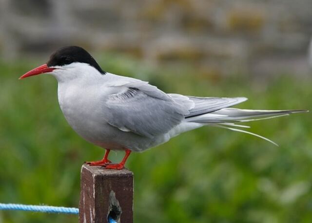 An Arctic Tern perched on a wooden fence post.