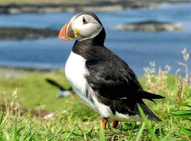 An Atlantic puffin foraging on land.