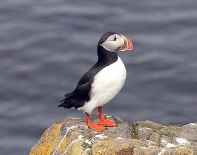 An Atlantic Puffin standing on a large rock.