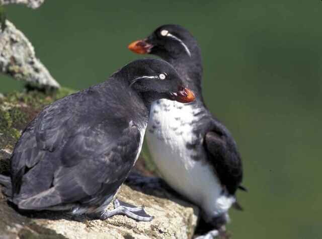 Two Auklets standing on a large rock together.