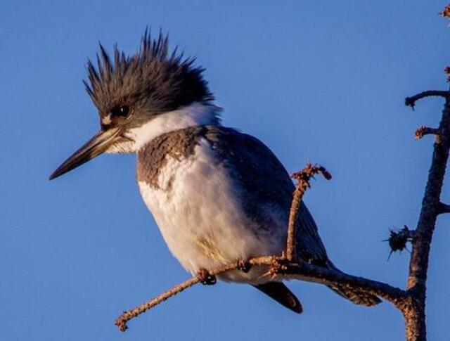 A Belted Kingfisher perched on a tree branch.