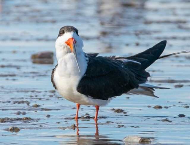 A Black Skimmer foraging in the water.