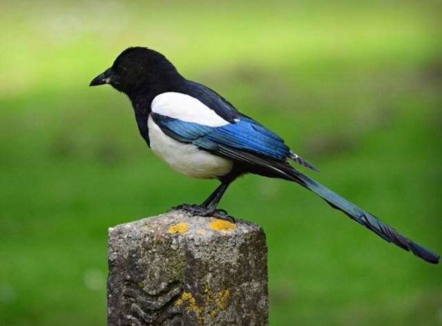 A Black-billed Magpie perched on a cement post.