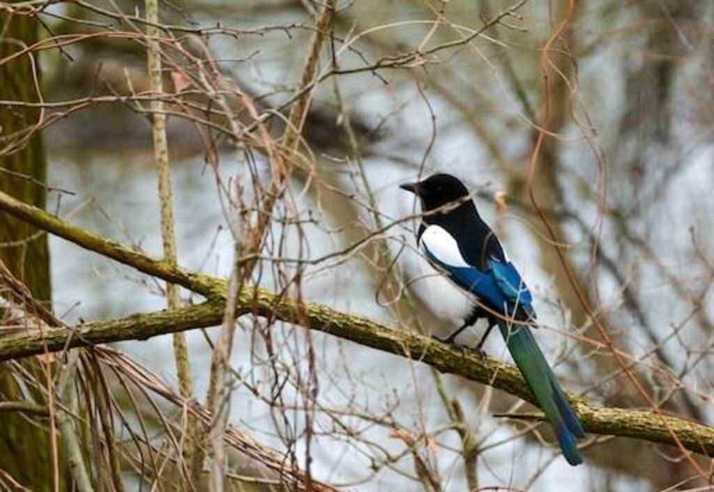 A Black-billed Magpie perched in a tree.