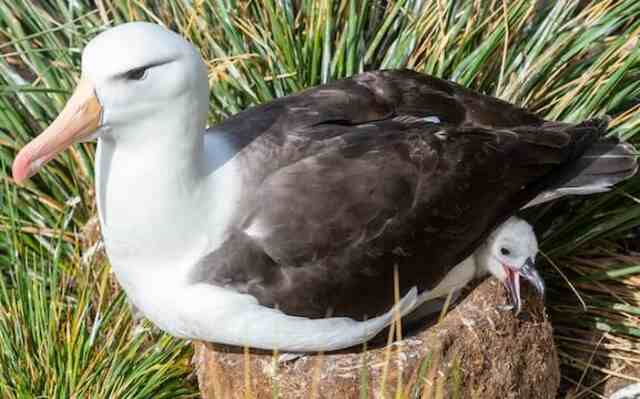 A Black-browed Albatross sitting on its baby chick.
