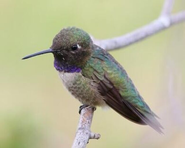 A Black-chinned Hummingbird perched on a branch.