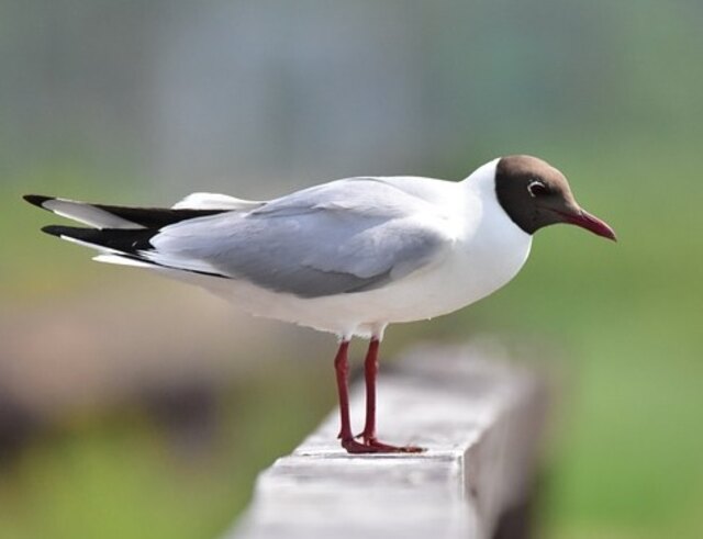 A Black Headed Gull standing on a wall.