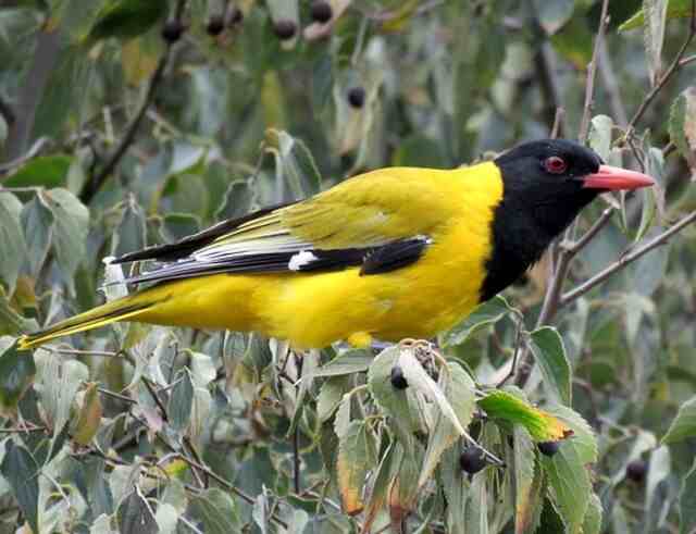 A Black-headed Oriole perched in a tree.