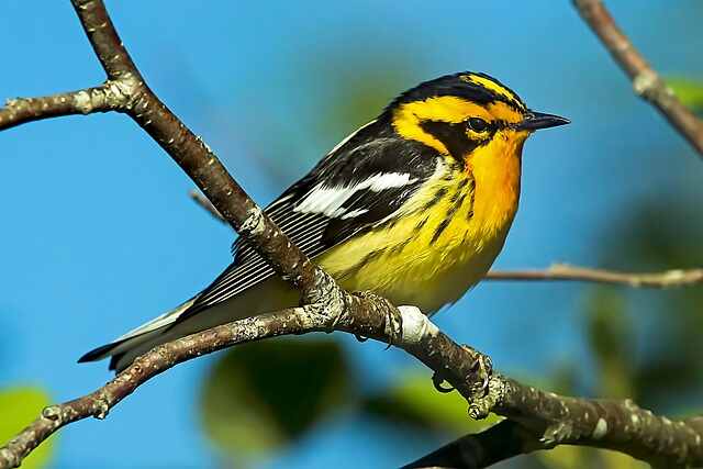 A Blackburnian Warbler perched on a tree branch.
