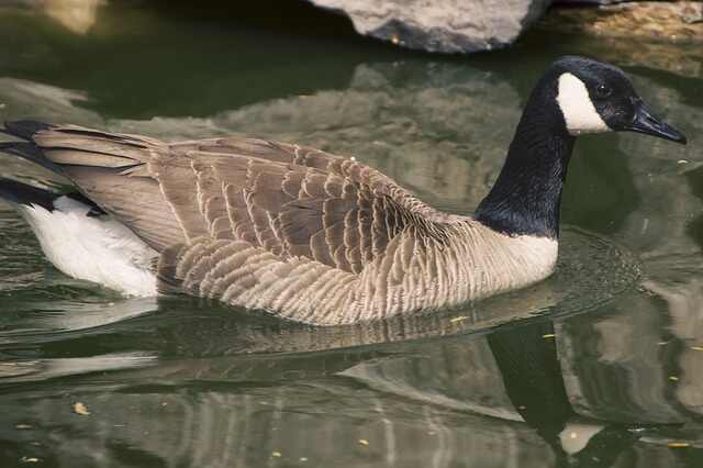 A Brant Goose floating in the water.