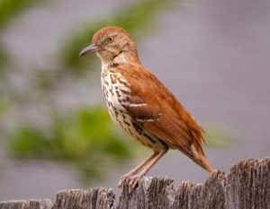 10 Birds That Help Control Luna Moth Caterpillars!