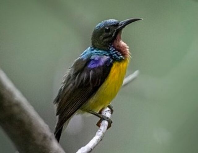 A Brown-Throated Sunbird perched on a branch.