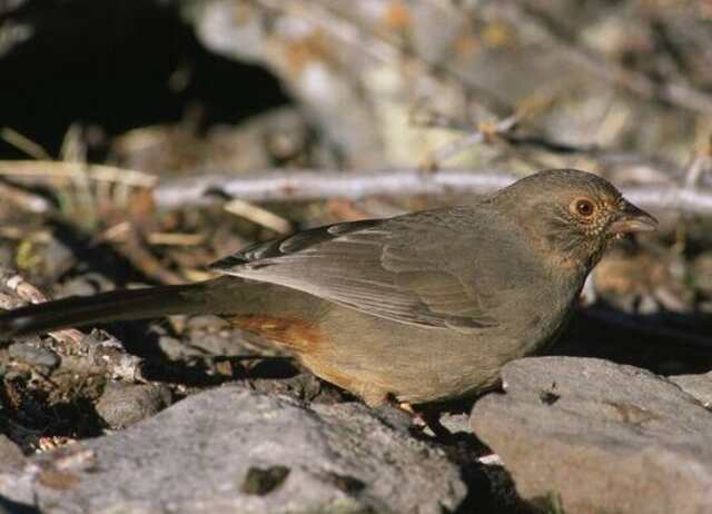 A California Towhee foraging on the ground.