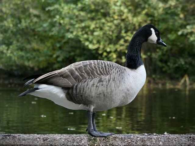 A Canada Goose standing on the edge of the water.