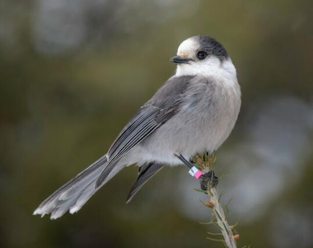 A Canada Gray Jay perched on a branch.