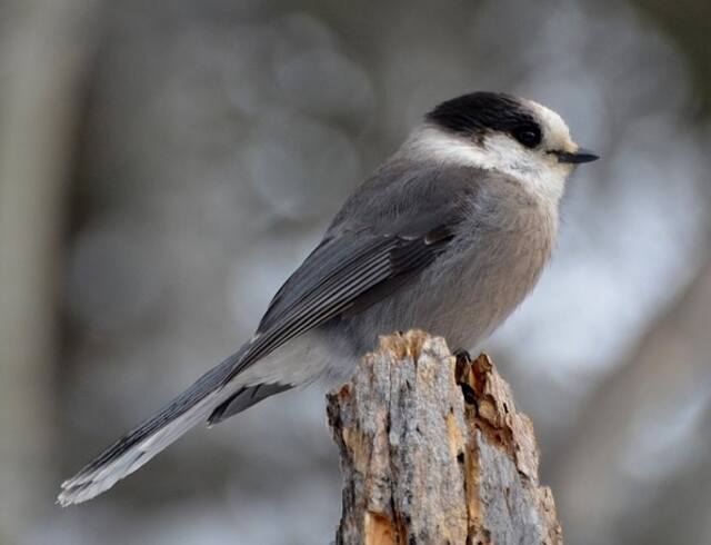 A Canada Jay perched on a decaying tree stump.