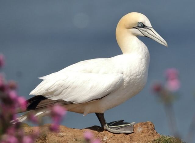 A Cape Gannet standing on alarge rock.