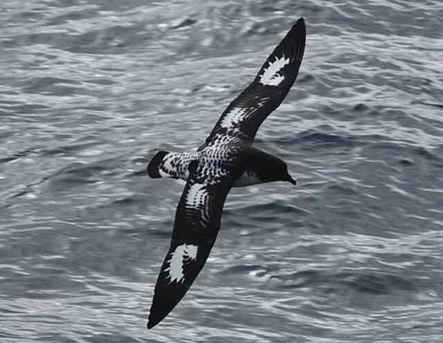 A Cape Petrel flying over the water.
