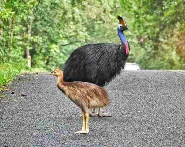 A Cassowary and it's young in the middle of the road.