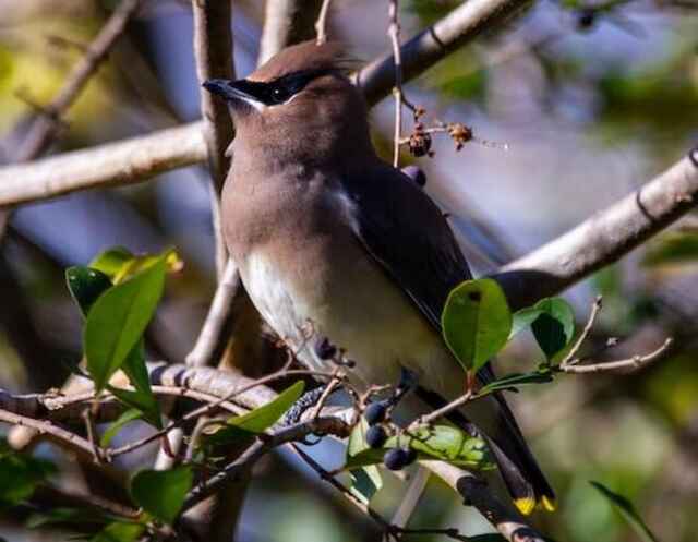 A Cedar Waxwing perched in a tree.