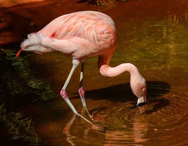 A Chilean Flamingo drinking water.
