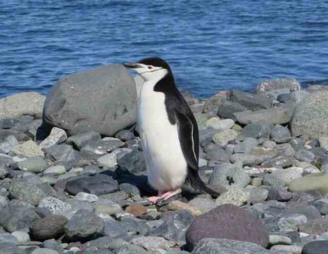 A Chinstrap Penguin walking on rocks near the shoreline.