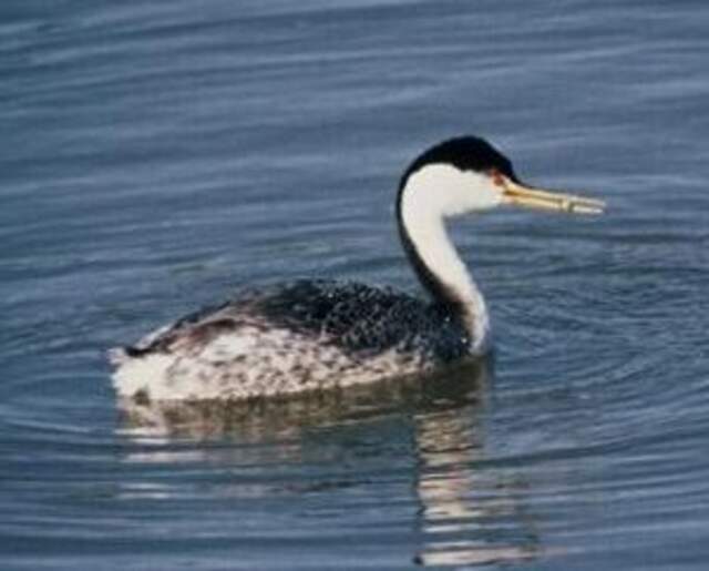 A Clark's Grebe floating through the water.