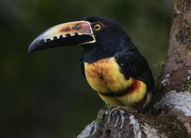 A Collared Aracari perched on a tree.