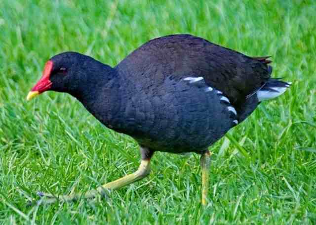 A Common Gallinule foraging on grass.