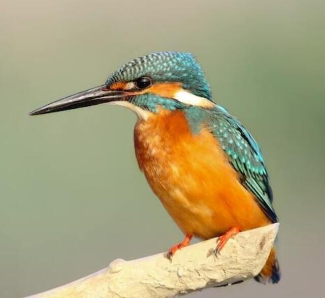 A Common KIngfisher perched on a tree branch.
