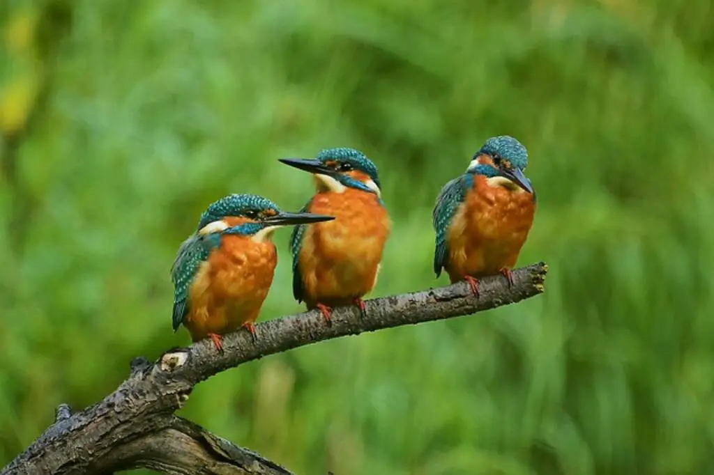 Three Common Kingfishers perched on a tree branch together.