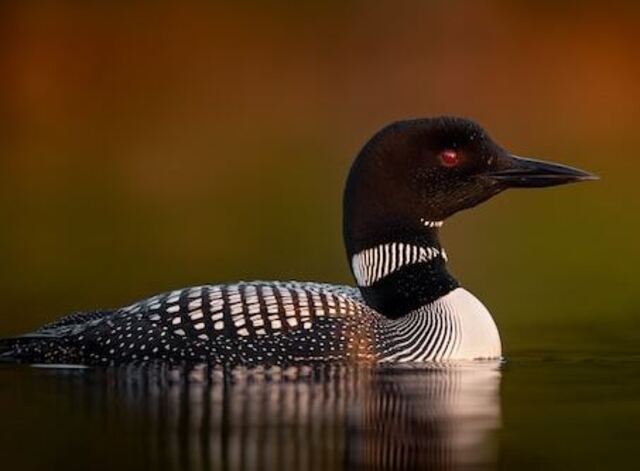 A Common Loon floating through the water.